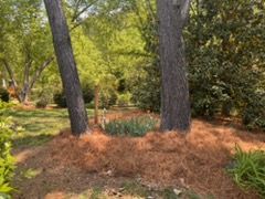 Pine straw mulch around mature trees in landscape bed — C4 Landscaping