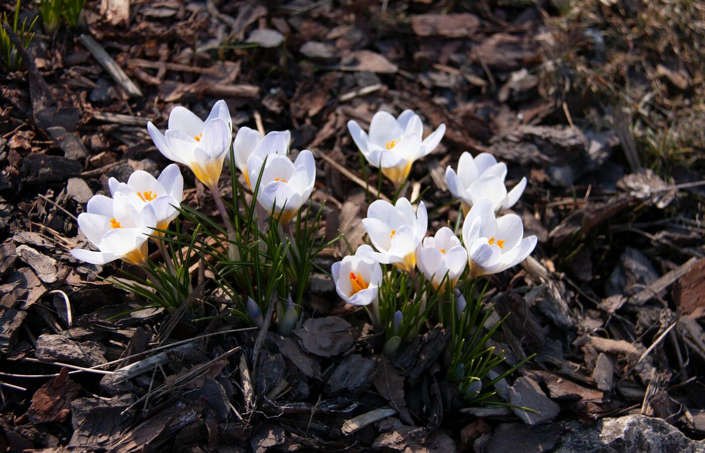 Mulch & Garden Beds